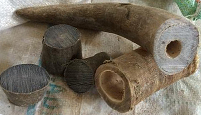 Cow Horn